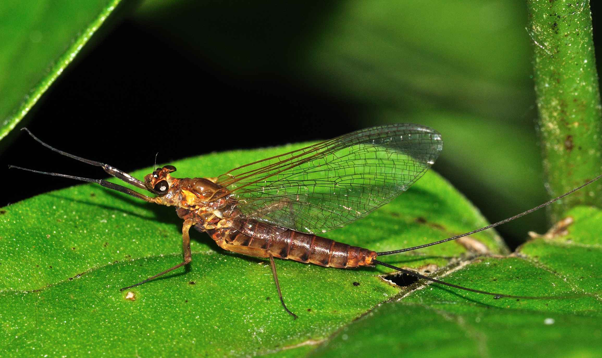 Heptageniidae - Electrogena lateralis